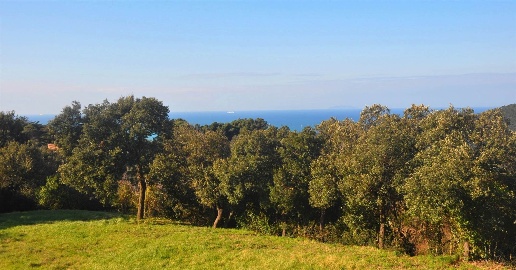 Foto Rustico in Strada Provinciale 11, Rosignano Marittimo Chioma, Nibbiaia