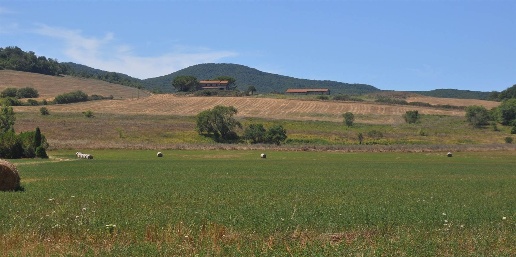 Foto Rustico in Strada Vicinale di Faltona, Bibbona di 950 m² con 13 locali