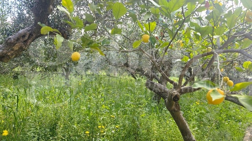 immagine annuncio 2 di 9