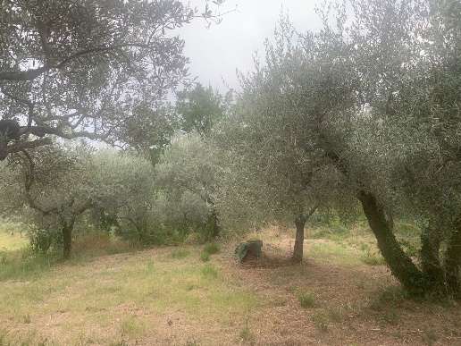 immagine annuncio 4 di 7