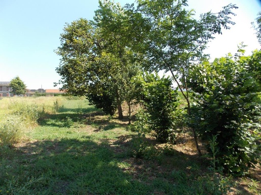 immagine annuncio 4 di 6