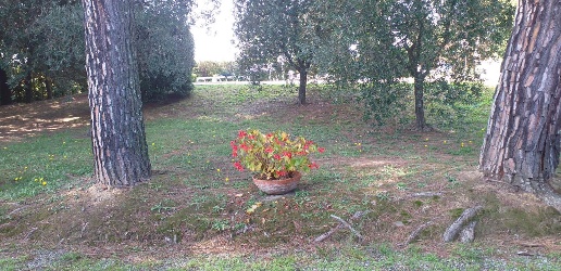 immagine annuncio 9 di 14