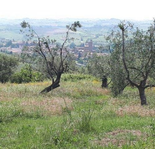 immagine annuncio 9 di 11