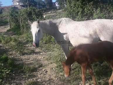 Foto Rustico a Barberino di Mugello di 45000 m² con 5 locali in vendita