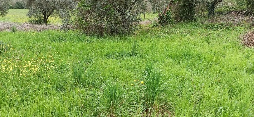 Foto Rustico a Lucca San Lorenzo a Vaccoli di 70 m² con 2 locali in vendita