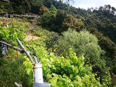 Foto Rustico a Vernazza di 30 m² con 2 locali in vendita