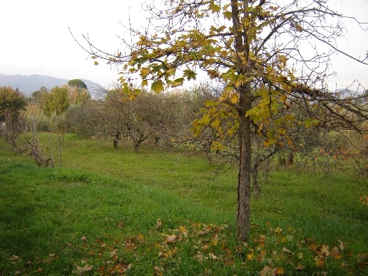 immagine annuncio 4 di 11