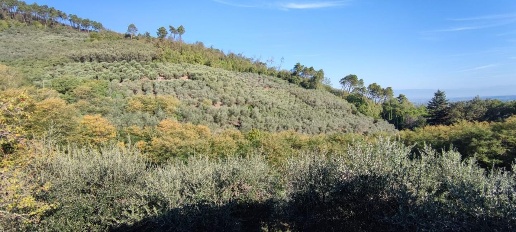 immagine annuncio 5 di 12