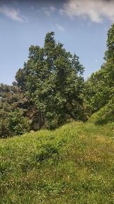 Foto Rustico a Montignoso Zona Collinare Cerreto, Sant'Eustachio di 60 m²