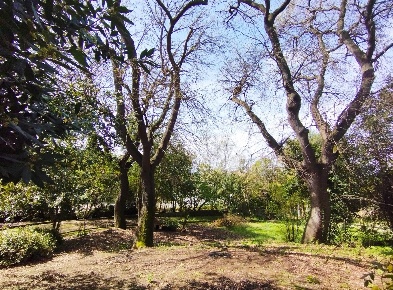 Foto Rustico in BORGO BICCHIA, Senigallia di 250 m² con 11 locali