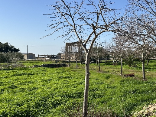 immagine annuncio 5 di 7