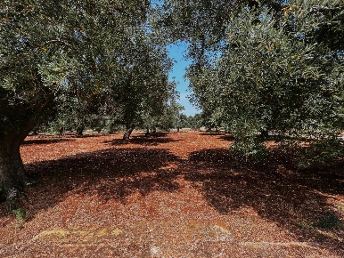 Foto Rustico in contrada fatima, Carovigno Centro di 20 m² con 1 locali