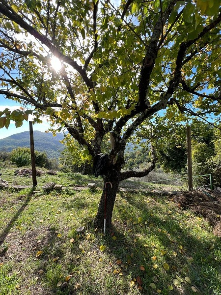 immagine annuncio 5 di 8