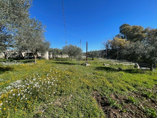 immagine annuncio 3 di 8
