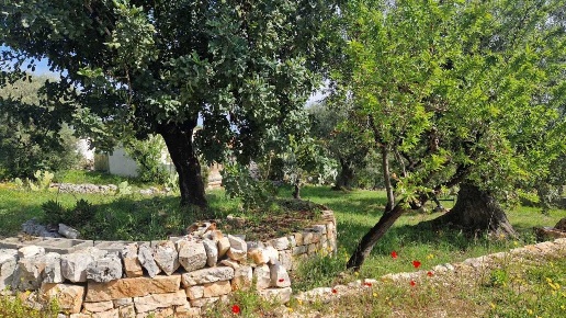 immagine annuncio 6 di 12