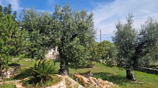 immagine annuncio 9 di 12