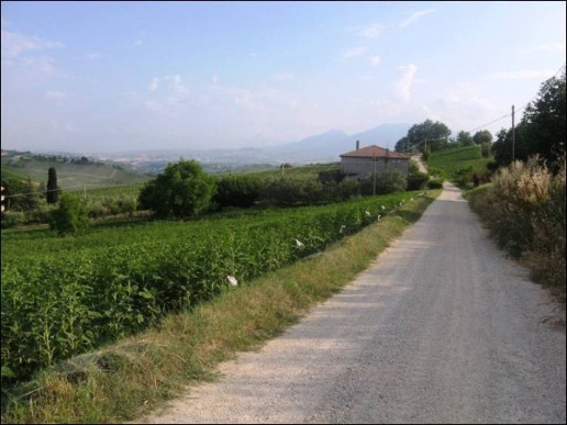 immagine annuncio 3 di 12