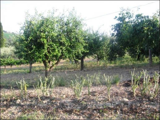 immagine annuncio 5 di 12