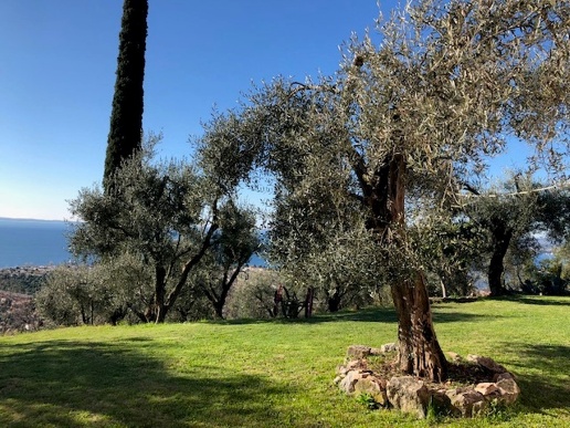 immagine annuncio 6 di 11