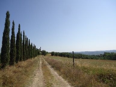Foto Rustico a Castelfiorentino di 2500 m² in vendita