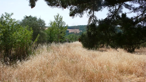 Foto Rustico a Radicofani di 60 m² con 3 locali in vendita