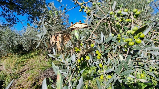immagine annuncio 4 di 13