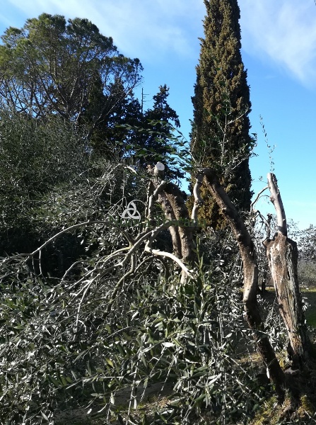 immagine annuncio 10 di 13