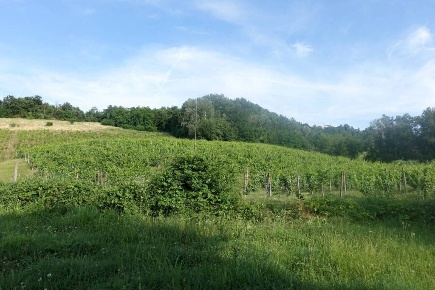Foto Rustico in strada del Campo, Maranzana di 264 m² con 9 locali
