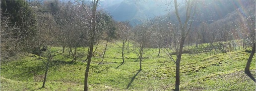 immagine annuncio 2 di 14