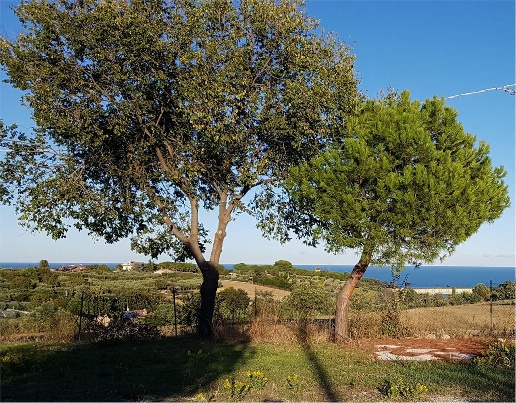 immagine annuncio 2 di 3