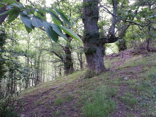 immagine annuncio 8 di 13