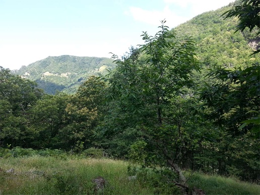 immagine annuncio 9 di 13