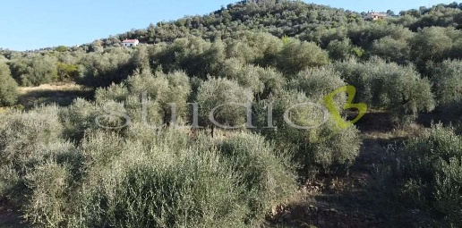 Foto Rustico in Strada Provinciale snc, Perinaldo di 100 m² con 1 locali