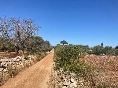 Foto Rustico in C.da Maresca, Carovigno di 1100 m² con 1 locali in vendita