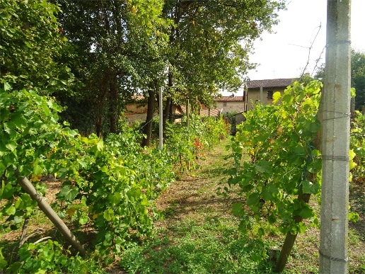 immagine annuncio 7 di 13