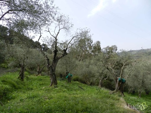 immagine annuncio 4 di 8