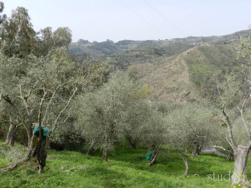 immagine annuncio 5 di 8