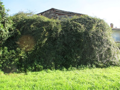 Foto Rustico in Capannori, Capannori Centro di 80 m² con 2 locali