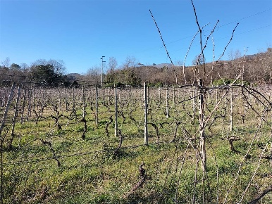 Foto Rustico a Albenga di 7200 m² con 5 locali in vendita