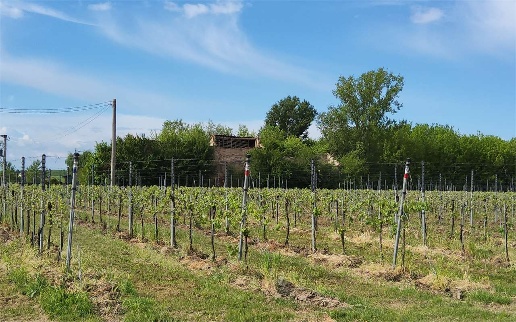 immagine annuncio 12 di 15