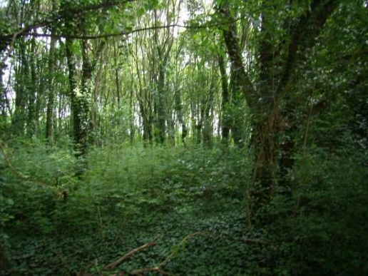 immagine annuncio 9 di 14