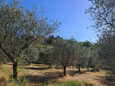 Foto Terreno agricolo in LOC. SANTA LINA SNC, Pomarance in vendita
