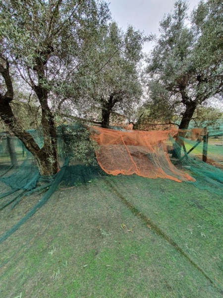 immagine annuncio 6 di 11
