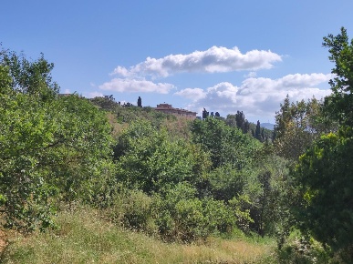 Foto Casale a Lajatico Centro di 400 m² con 12 locali in vendita