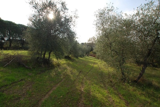 immagine annuncio 9 di 14