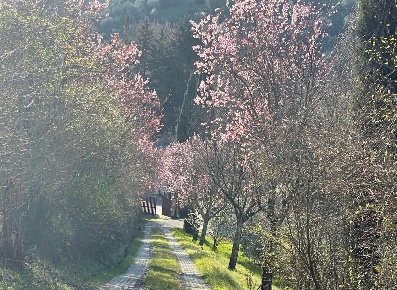 Foto Casale a San Casciano in Val di Pesa Centro di 300 m² con 10 locali