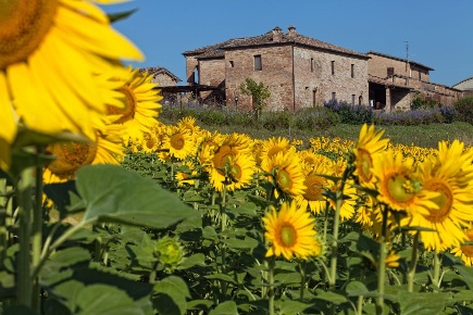 Foto Casale a Monteroni d'Arbia Centro di 480 m² con 12 locali in vendita