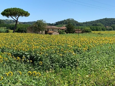 Foto Casale a Montaione di 659 m² con 16 locali in vendita
