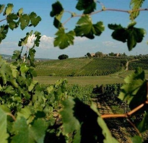 Foto Casale a Vinci Centro di 2000 m² con 20 locali in vendita