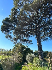 Foto Casale a Fucecchio di 500 m² con 10 locali in vendita